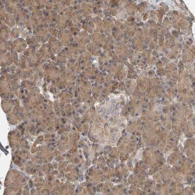 Immunohistochemistry-Paraffin: OXR1 Antibody [NBP1-86392]