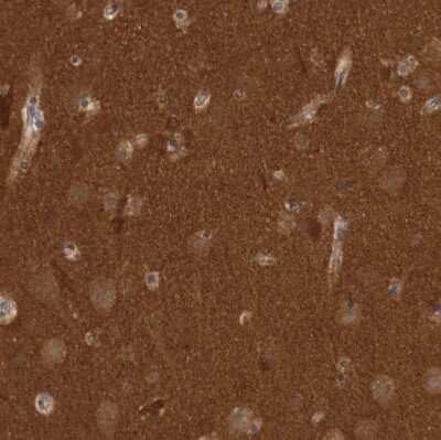 Immunohistochemistry-Paraffin: OXR1 Antibody [NBP1-86393]