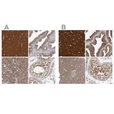 Immunohistochemistry-Paraffin: OXR1 Antibody [NBP1-86393]