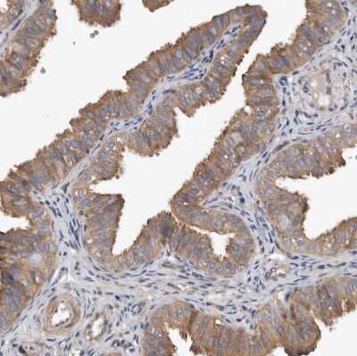 Immunohistochemistry-Paraffin: OXR1 Antibody [NBP1-86393]