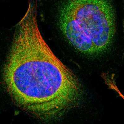 Immunocytochemistry/ Immunofluorescence: OXSR1 Antibody [NBP1-82929]