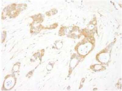 Immunohistochemistry-Paraffin: OXSR1 Antibody [NB100-77322]