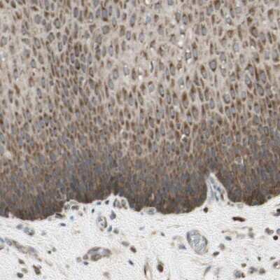 Immunohistochemistry-Paraffin: OXSR1 Antibody [NBP1-82929]