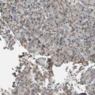 Immunohistochemistry-Paraffin: OXSR1 Antibody [NBP1-82929]
