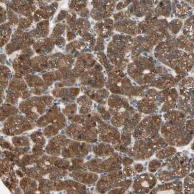 Immunohistochemistry-Paraffin: OXSR1 Antibody [NBP1-82929]