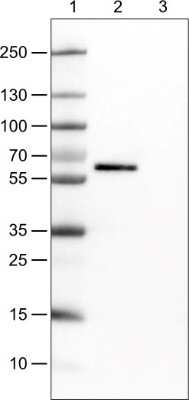 Western Blot: Occludin Antibody (CL1555) [NBP2-52971]