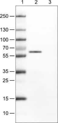 Western Blot: Occludin Antibody (CL1608) [NBP2-52973]