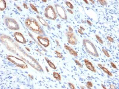 Immunohistochemistry-Paraffin: Occludin Antibody (OCLN/2181) - Azide and BSA Free [NBP3-08879]