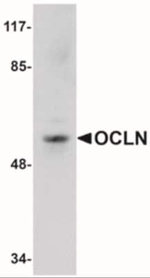 Western Blot: Occludin AntibodyBSA Free [NBP1-77037]
