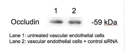 Western Blot: Occludin Antibody [NBP1-87402]