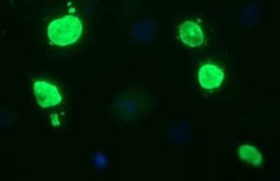 Immunofluorescence: Oct-4B Antibody (OTI7H1) [NBP2-45376]