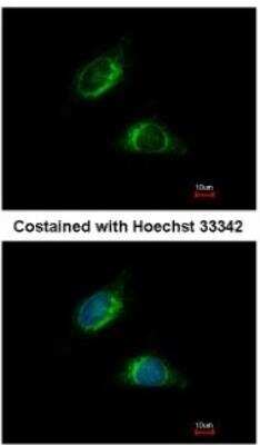 Immunocytochemistry/ Immunofluorescence: Olfactomedin-1/Noelin-1 Antibody [NBP1-31163]