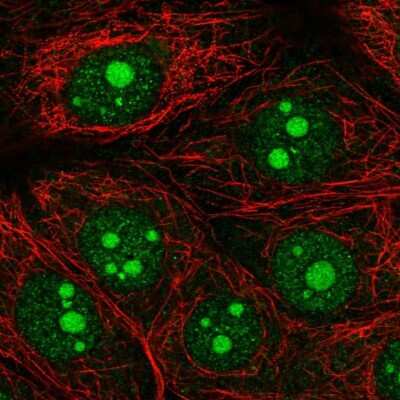 Immunocytochemistry/ Immunofluorescence: Olfactomedin-1/Noelin-1 Antibody [NBP2-33836]