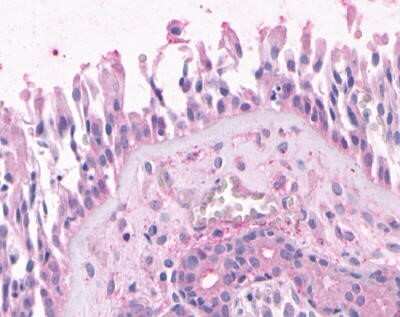 Immunohistochemistry-Paraffin: Olfactory Receptor OR2A4 Antibody - BSA Free [NLS3900]