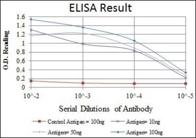 ELISA: Olig2 Antibody (1G11) - BSA Free [NBP2-37636]