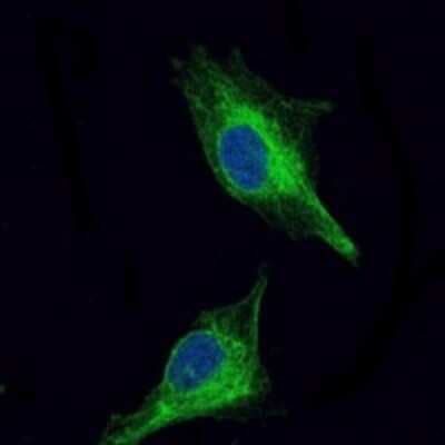 Immunocytochemistry/ Immunofluorescence: Olig2 Antibody (1G11) - BSA Free [NBP2-37636]