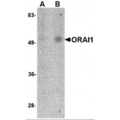 Western Blot: Orai1 Antibody (6D11A11)BSA Free [NBP1-75523]