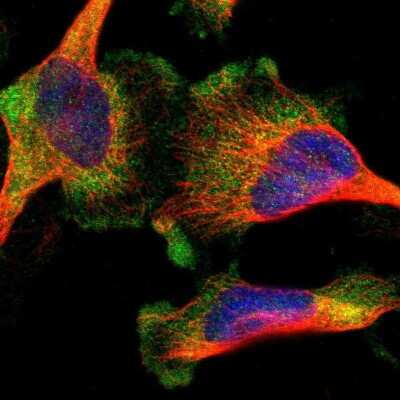 Immunocytochemistry/ Immunofluorescence: Orai1 Antibody [NBP1-85463]