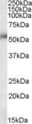 Western Blot: Orai1 Antibody [NBP1-06992]
