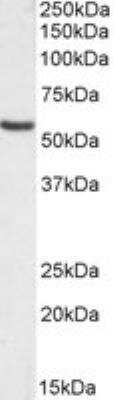Western Blot: Orai1 Antibody [NBP1-06992]