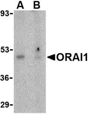 Western Blot: Orai1 AntibodyBSA Free [NBP1-76762]