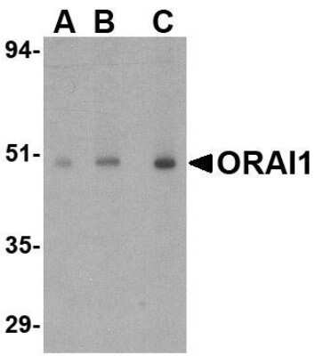 Western Blot: Orai1 AntibodyBSA Free [NBP1-77289]