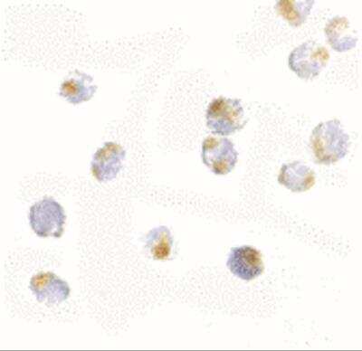 Immunocytochemistry/ Immunofluorescence: Orai2 Antibody - BSA Free [NBP1-77283]