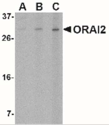 Western Blot: Orai2 AntibodyBSA Free [NBP1-77283]