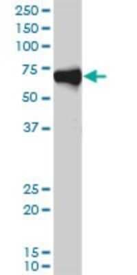 Western Blot: Orc2 Antibody (3E11-1G5) [H00004999-M01]