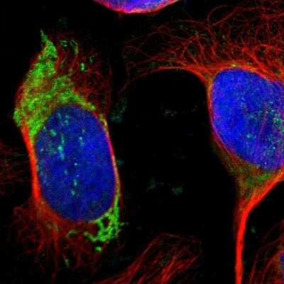 Immunocytochemistry/ Immunofluorescence: Ornithine Carbamoyltransferase Antibody [NBP1-87408]