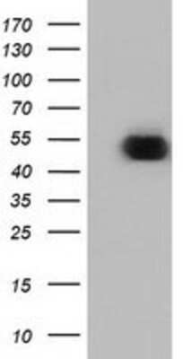 Western Blot: Ornithine Decarboxylase Antibody (OTI1G6) [NBP2-02644]