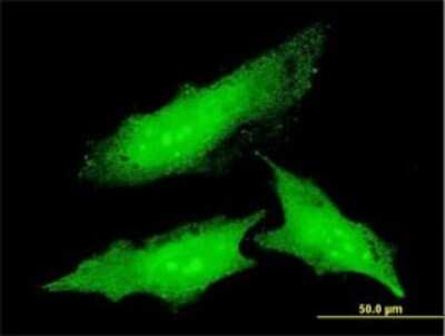 Immunocytochemistry/ Immunofluorescence: Ornithine Decarboxylase Antibody (2G5) [H00004953-M01]