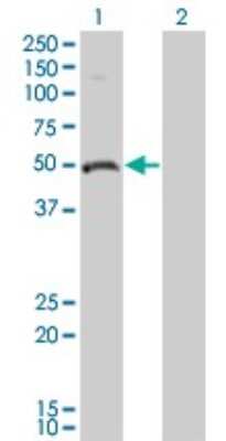 Western Blot: Ornithine Decarboxylase Antibody (2G5) [H00004953-M01]