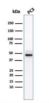 Western Blot: Ornithine Decarboxylase Antibody (ODC1/3636R) [NBP3-07471]