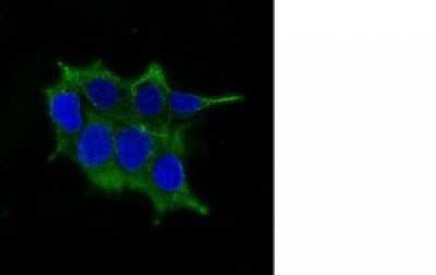 Immunocytochemistry/ Immunofluorescence: Ornithine Decarboxylase Antibody (ODC1/485) - Azide and BSA Free [NBP2-34700]