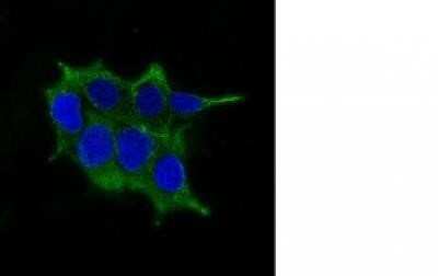 Immunocytochemistry/ Immunofluorescence: Ornithine Decarboxylase Antibody (ODC1/485) [NBP2-32887]
