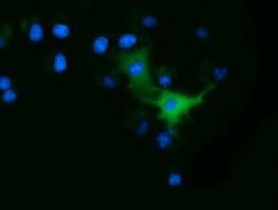 Immunocytochemistry/ Immunofluorescence: Ornithine Decarboxylase Antibody (OTI1G6) - Azide and BSA Free [NBP2-73150]