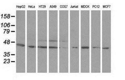 Western Blot: Ornithine Decarboxylase Antibody (OTI1G6)Azide and BSA Free [NBP2-73150]