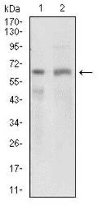 Western Blot: Osteoactivin/GPNMB Antibody (7C10E5)BSA Free [NBP2-37351]