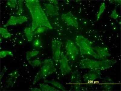 Immunocytochemistry/ Immunofluorescence: Osteocalcin Antibody (2D4) [H00000632-M01]