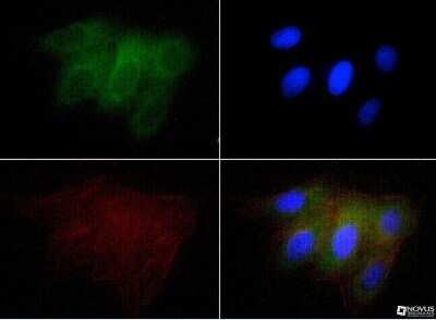 Immunocytochemistry/ Immunofluorescence: Osteopontin/OPN Antibody (1B20) - Azide and BSA Free [NBP2-80895]