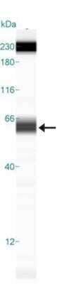Simple Western: Osteopontin/OPN Antibody (1B20)Azide and BSA Free [NBP2-80895]