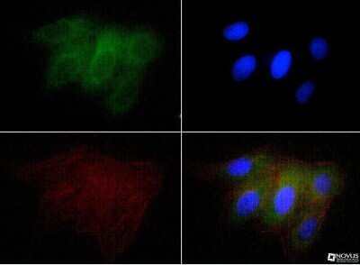 Immunocytochemistry/ Immunofluorescence: Osteopontin/OPN Antibody (1B20) - BSA Free [NB110-89062]