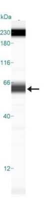 Simple Western: Osteopontin/OPN Antibody (1B20)BSA Free [NB110-89062]