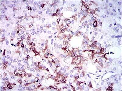 Immunohistochemistry-Paraffin: Osteopontin/OPN Antibody (7C5H12) - BSA Free [NBP2-37423]
