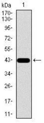 Western Blot: Osteopontin/OPN Antibody (7C5H12)BSA Free [NBP2-37423]