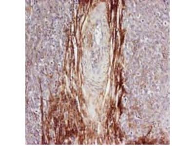 Immunohistochemistry: Osteopontin/OPN Antibody [NB600-1043]