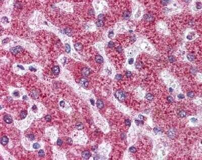 Immunohistochemistry: Osteoprotegerin/TNFRSF11B Antibody (98A1071) - Azide Free [NBP2-33211]