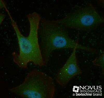 Immunocytochemistry/ Immunofluorescence: Osteoprotegerin/TNFRSF11B Antibody (98A1071) - BSA Free [NB100-56505]