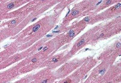 Immunohistochemistry-Paraffin: Osteoprotegerin/TNFRSF11B Antibody (98A1071) - BSA Free [NB100-56505]